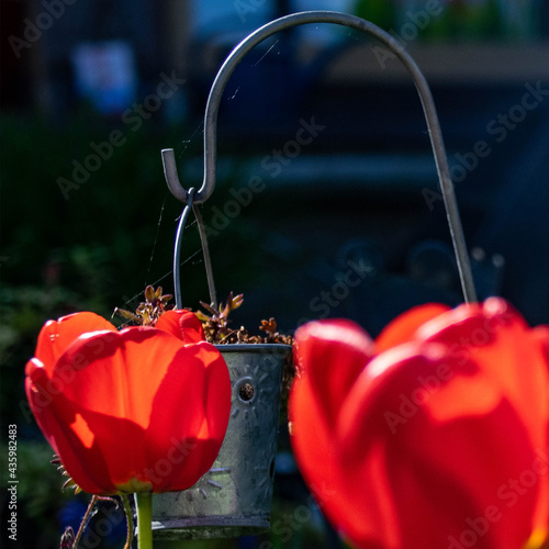 Tulpenblüten