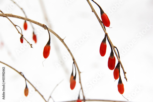 Beeren des Teufelszwirn im Winter photo