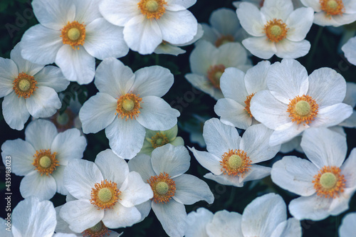 Snowdrop windflowers at night  Anemone sylvestris white flowers background  high angle view