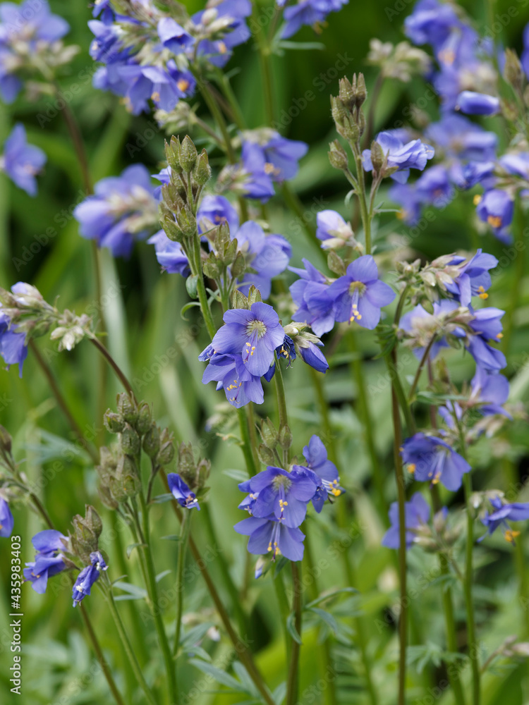 Obraz premium Jakobsleiter oder Polemonium caeruleum. Wunderschöne schalenförmig blaues Blütenmeer mit langen gelben Staubblättern