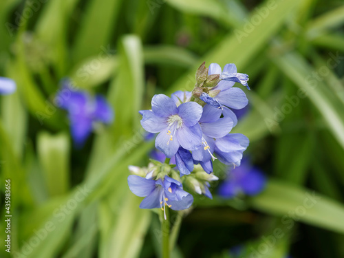 Polemonium caeruleum   Jakobsleiter oder Himmelsleiter mit langen Trieben und den himmelblauen Bl  ten