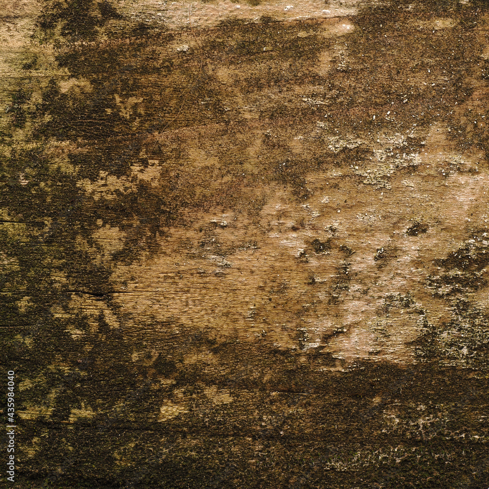 Fototapeta premium Old weathered wood as background, wood texture