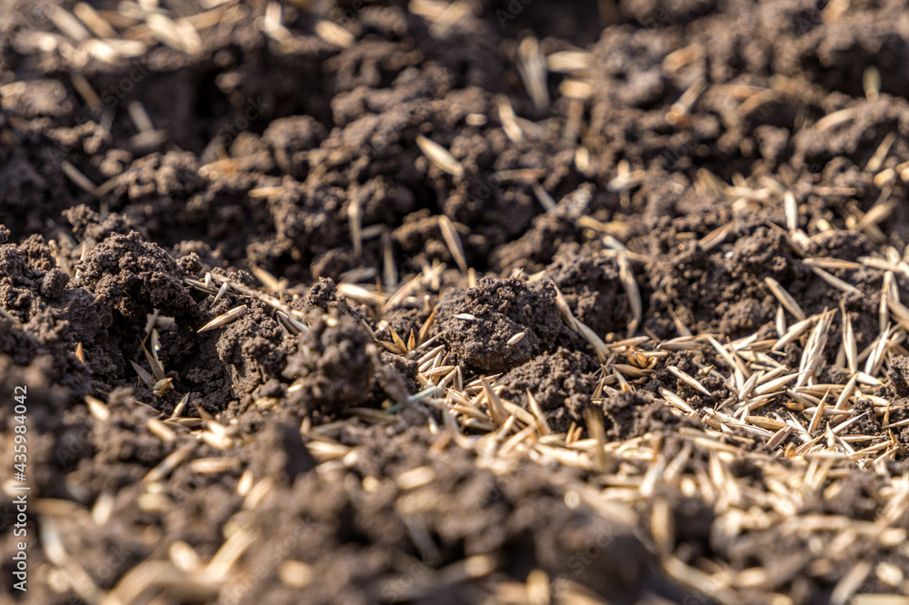Grains of lawn grass, sown on fertile soil Grains of lawn grass, sown on fertile soil