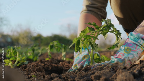 Woman planting seedlings in the field, close-up