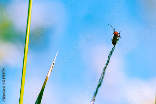 bug on a blade of grass © Jonas Baechler