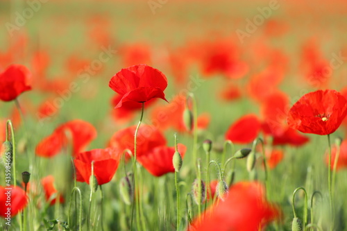 The red poppy in the field © Kolovic