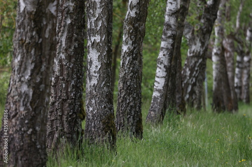 Fototapeta Naklejka Na Ścianę i Meble -  Birch trunks in a birch alley in summer