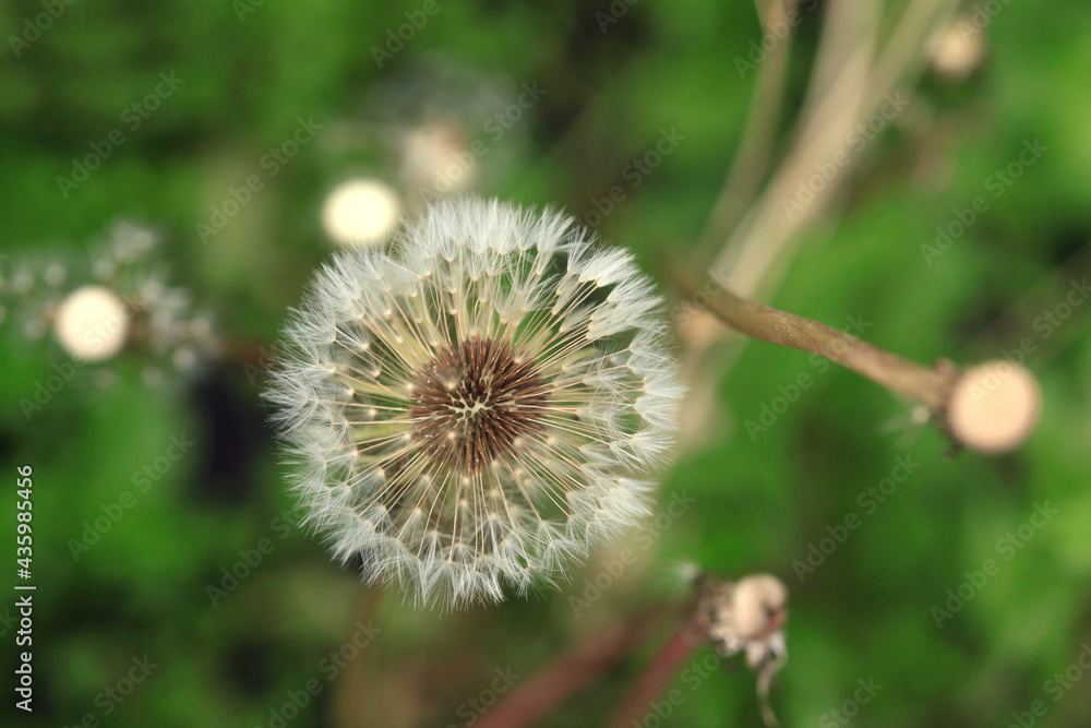 White dandelions on nature background