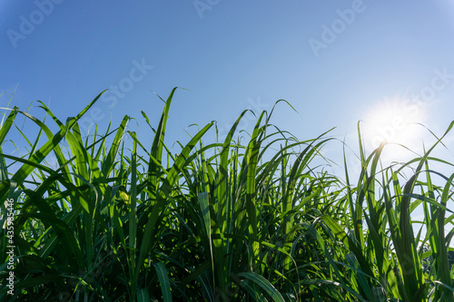 Green leaf of Sugarcane in agriculture planting field under blue sky