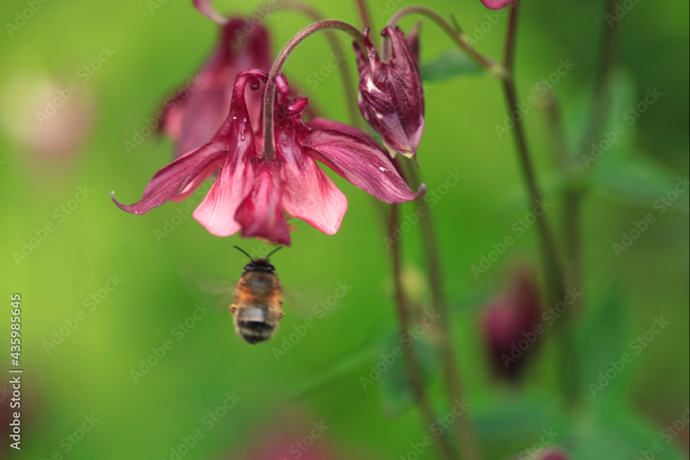 Fototapeta premium Bee flying under purple flower