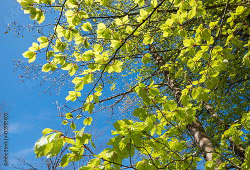 budding beech trees with bright green leaves in may, detail shot