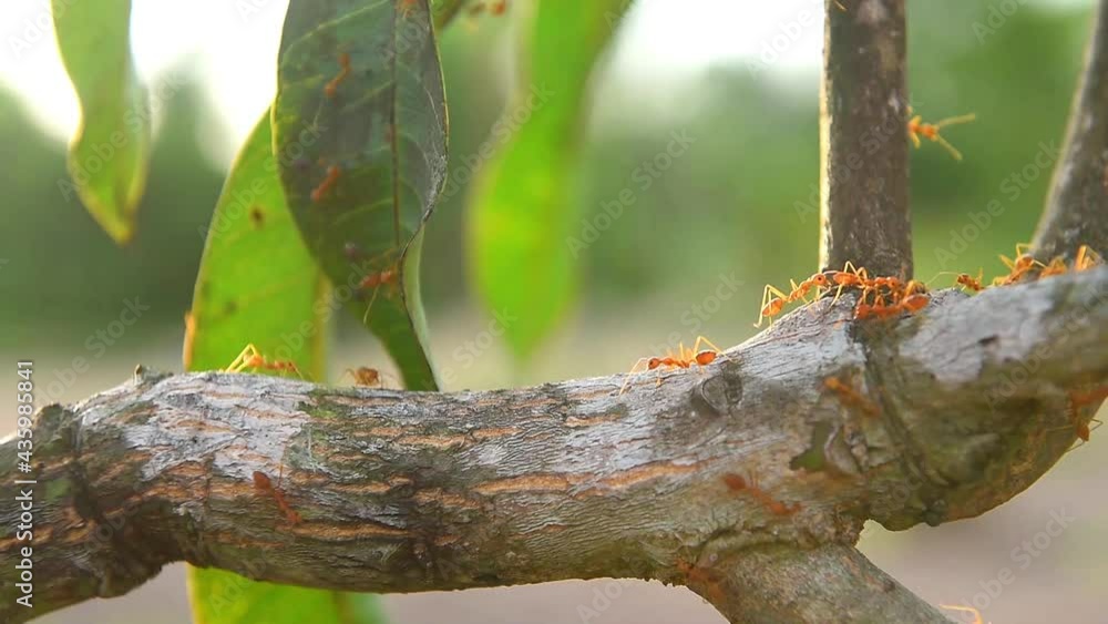Close up Macro of Ant making unity bridge on plant with nature forest green background. Ant action standing. Close up Macro of Ant making unity bridge on plant with nature forest green background. Ant action standing.