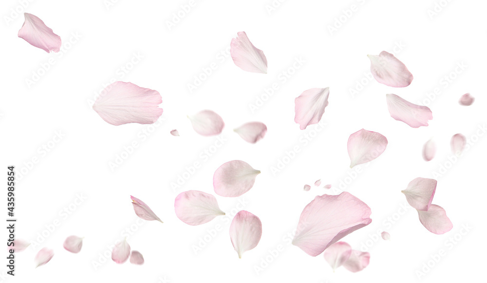 Beautiful sakura flower petals flying on white background. Banner design Beautiful sakura flower petals flying on white background. Banner design