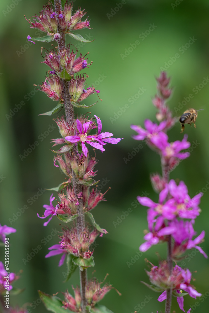 bee on flower