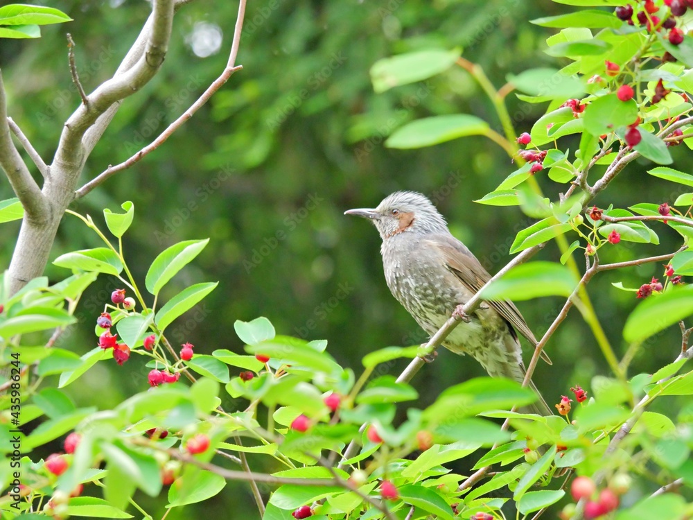 Obraz premium ヒヨドリ5 ジューンベリー
