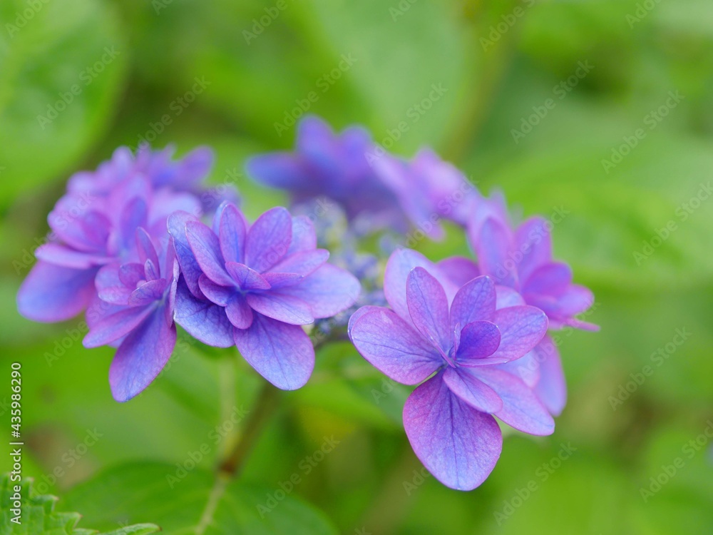 紫陽花7 小町 紫陽花7 小町