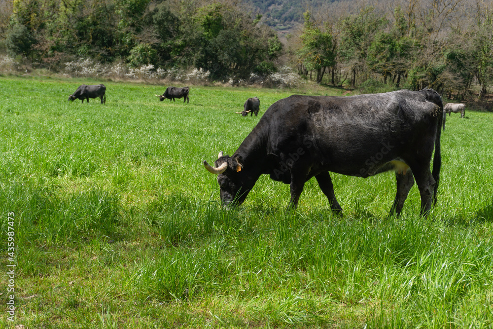 Black cows grazing in a field of green grass Black cows grazing in a field of green grass