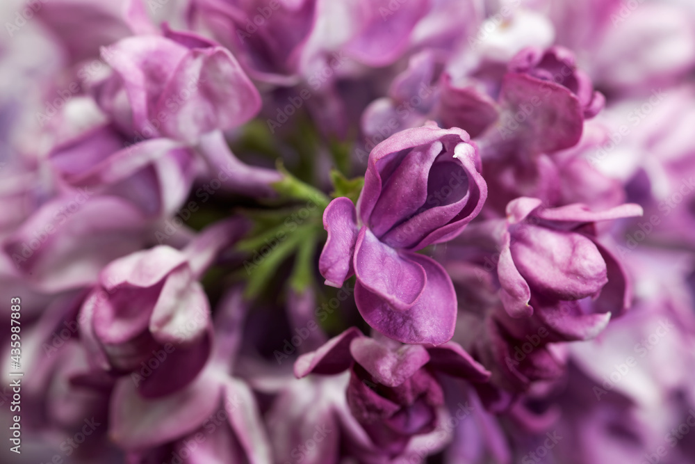 Macro view of purple blooming common lilac (Syringa vulgaris) flower. Macro floral background.