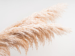 Trendy botanical background with fluffy pampas grass on gray. Boho style plant decor