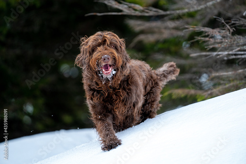 a hunting dog, pudelpointer, is running in snow on the mountains photo