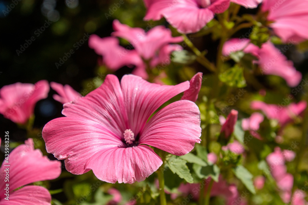 pink flowers in the garden pink flowers in the garden