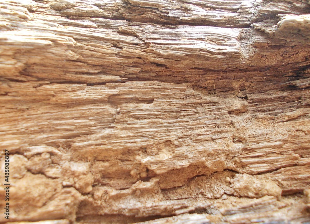 Wooden cliffs of the Grand Canyon in different forms Wooden cliffs of the Grand Canyon in different forms