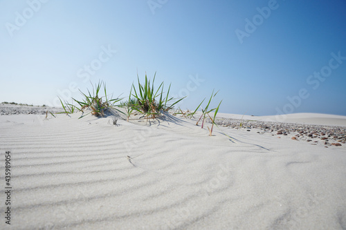 Nadmorskie trawy samotnie rosnące na piaszczystym wybrzeżu.