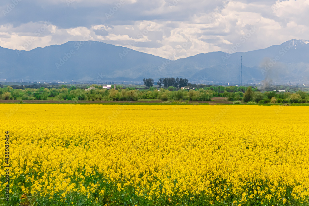 Rapeseed field with mountains in the background and cloudy sky