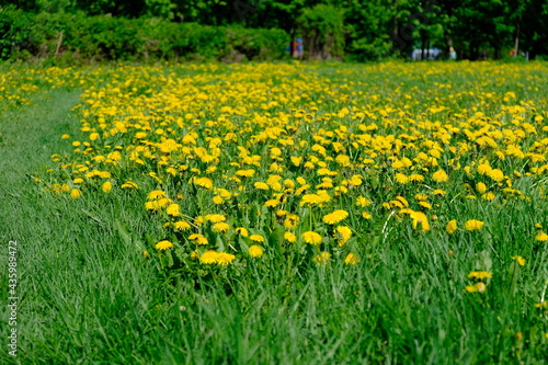 dandelions in the grass