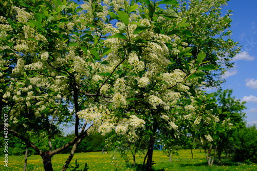 Fototapeta Naklejka Na Ścianę i Meble -  tree in the park