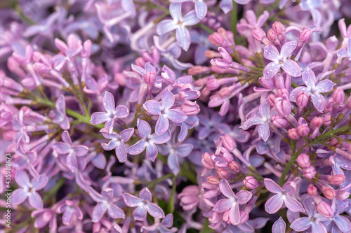 Purple lilac flowers as a background. Flower background 