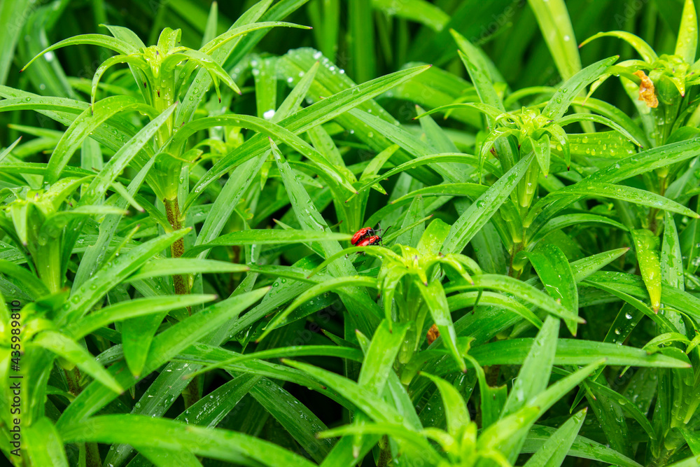 Background of green flat leaves of plants in the garden Background of green flat leaves of plants in the garden