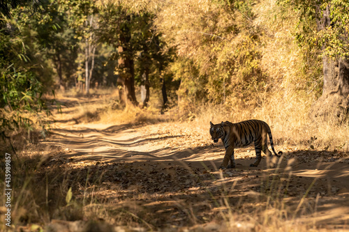 Wild bengal tiger crossing forest track or road at bandhavgarh national park or tiger reserve madhya pradesh india - panthera tigris tigris