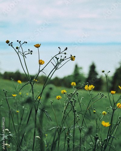 Blumen auf einem Feld in den Bergen See oder Meer im Hintergrund