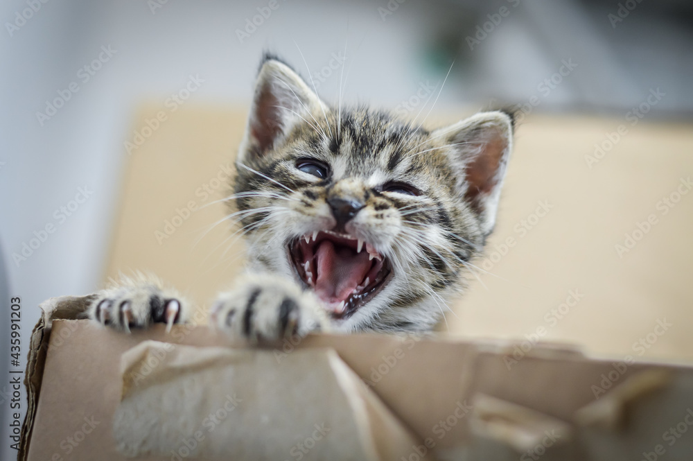 portrait of a striped light brown one month old kitten and blue eyes yawning by the box, shallow depth focus
