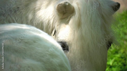 Pony portrait a very closeup in a slow-motion