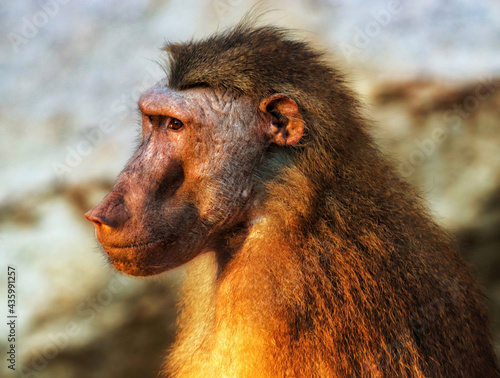Closeup shot of a hamadryas baboon