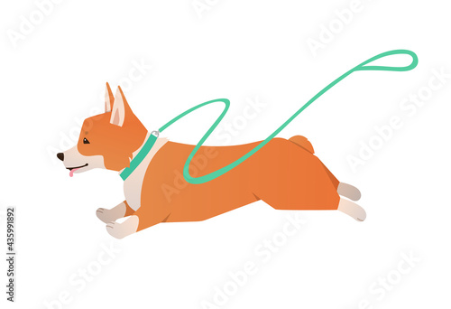 Welsh Corgi dog running with leash. Vector cute happy pet flat illustration isolated on white background