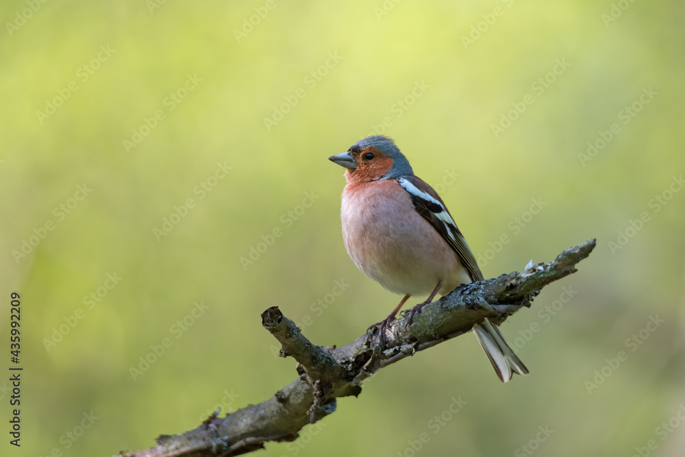 Fototapeta premium Cute common chaffinch bird sitting on tree branch