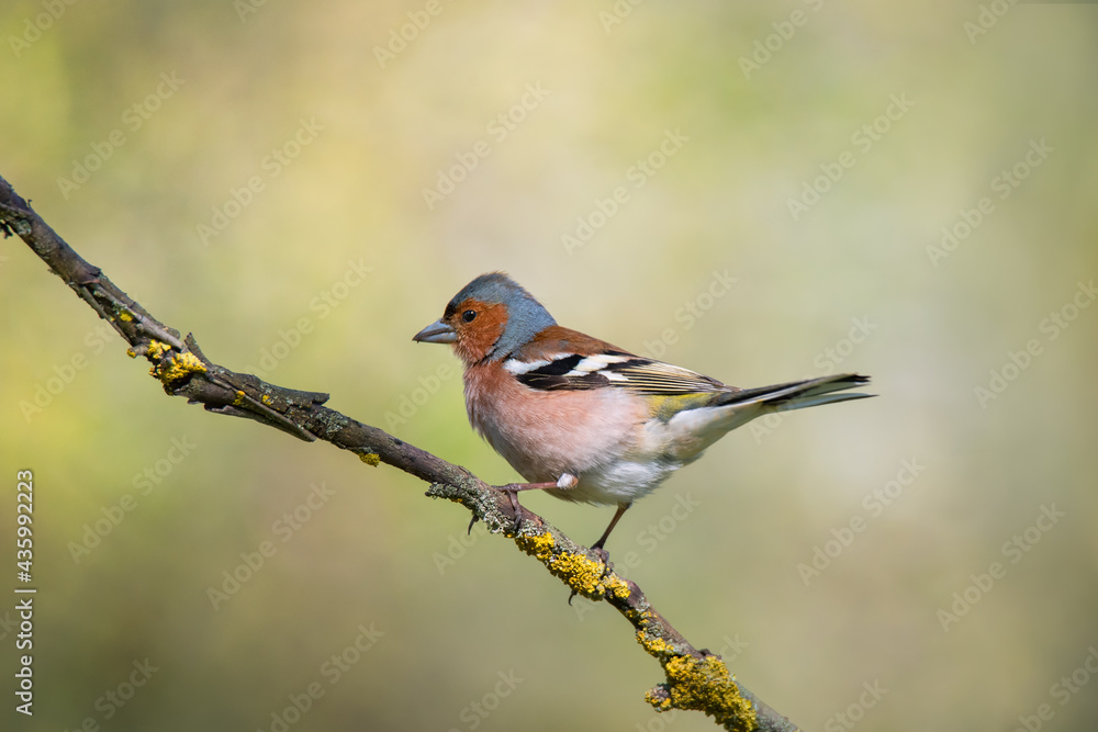 Cute common chaffinch bird sitting on tree branch Cute common chaffinch bird sitting on tree branch