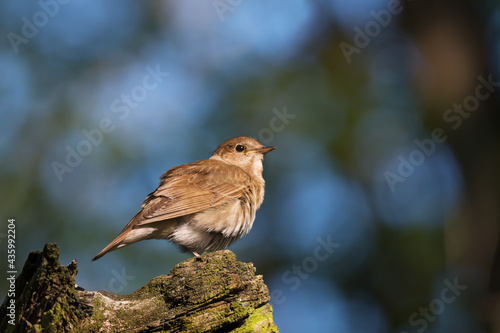 Картината върху платно Cute common nightingale bird sitting on tree