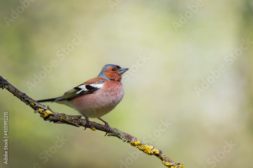 Cute common chaffinch bird sitting on tree branch