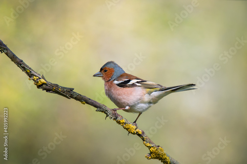 Cute common chaffinch bird sitting on tree branch