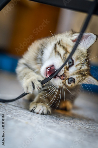 portrait of a striped light brown one month old kitten and blue eyes biting an electrical cable, shallow depth focus	