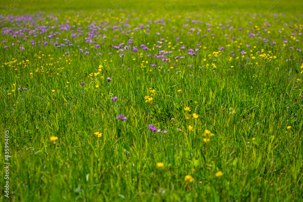 Yellow and purple color wild flowers on green grass. Yellow and purple color wild flowers on green grass.