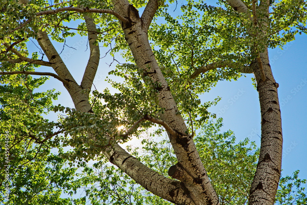 Fototapeta premium Blooming poplar in a Moscow courtyard 