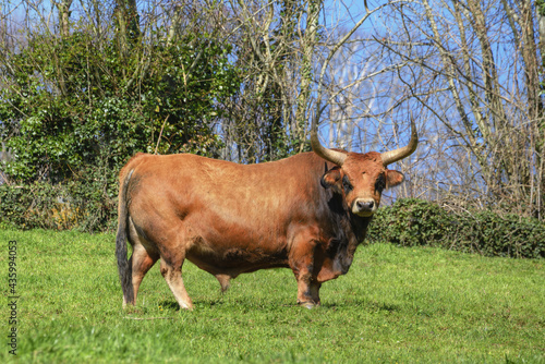 A bull of the bovine breed known as Cachena photo