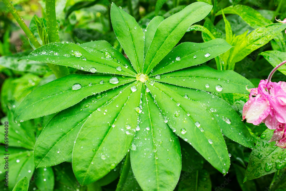 Green leafs of lupine flowers (Lupinus polyphyllus). Background, close up Green leafs of lupine flowers (Lupinus polyphyllus). Background, close up