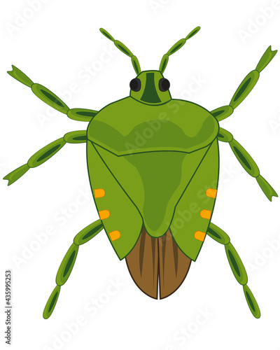 Insect bedbug on white background is insulated