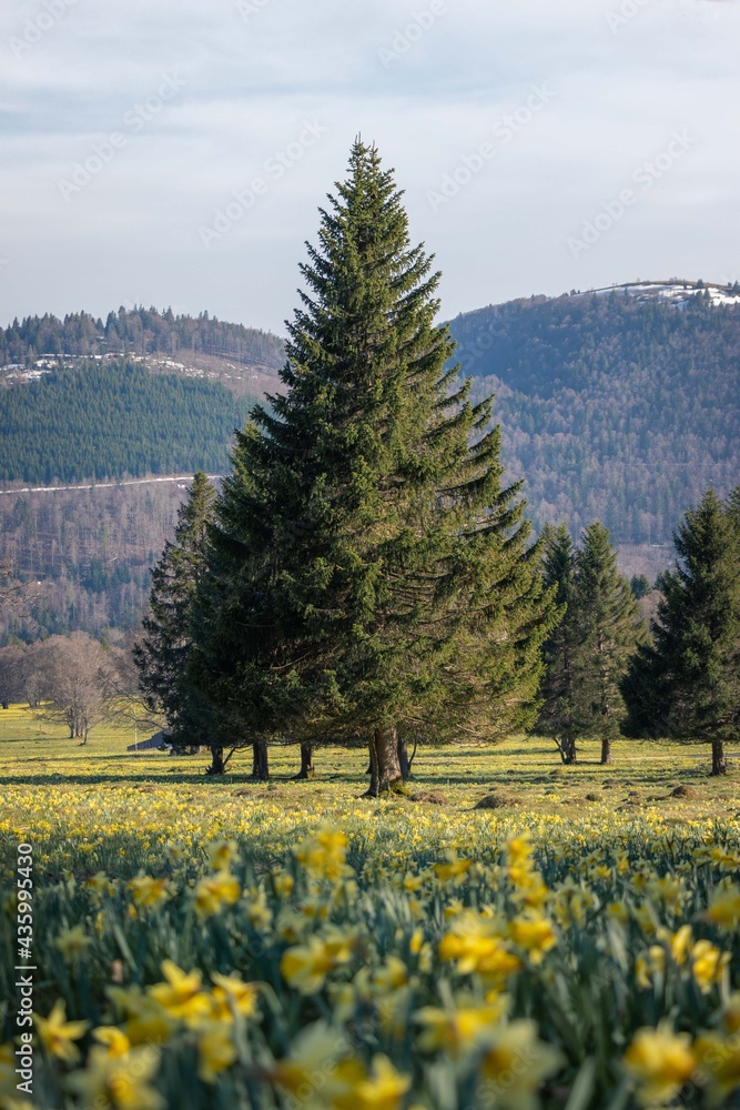 Fototapeta premium Gelbe Narzissen (Narcissus pseudonarcissus) am Chasseral in Les Prés-d'Orvin im Kanton Neuchâtel